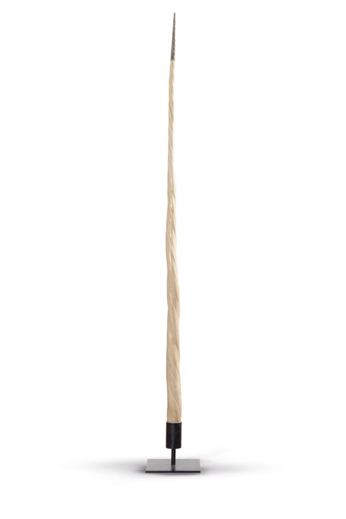 PAAR ANTIKER NARWALZÄHNE (Monodon monoceros)