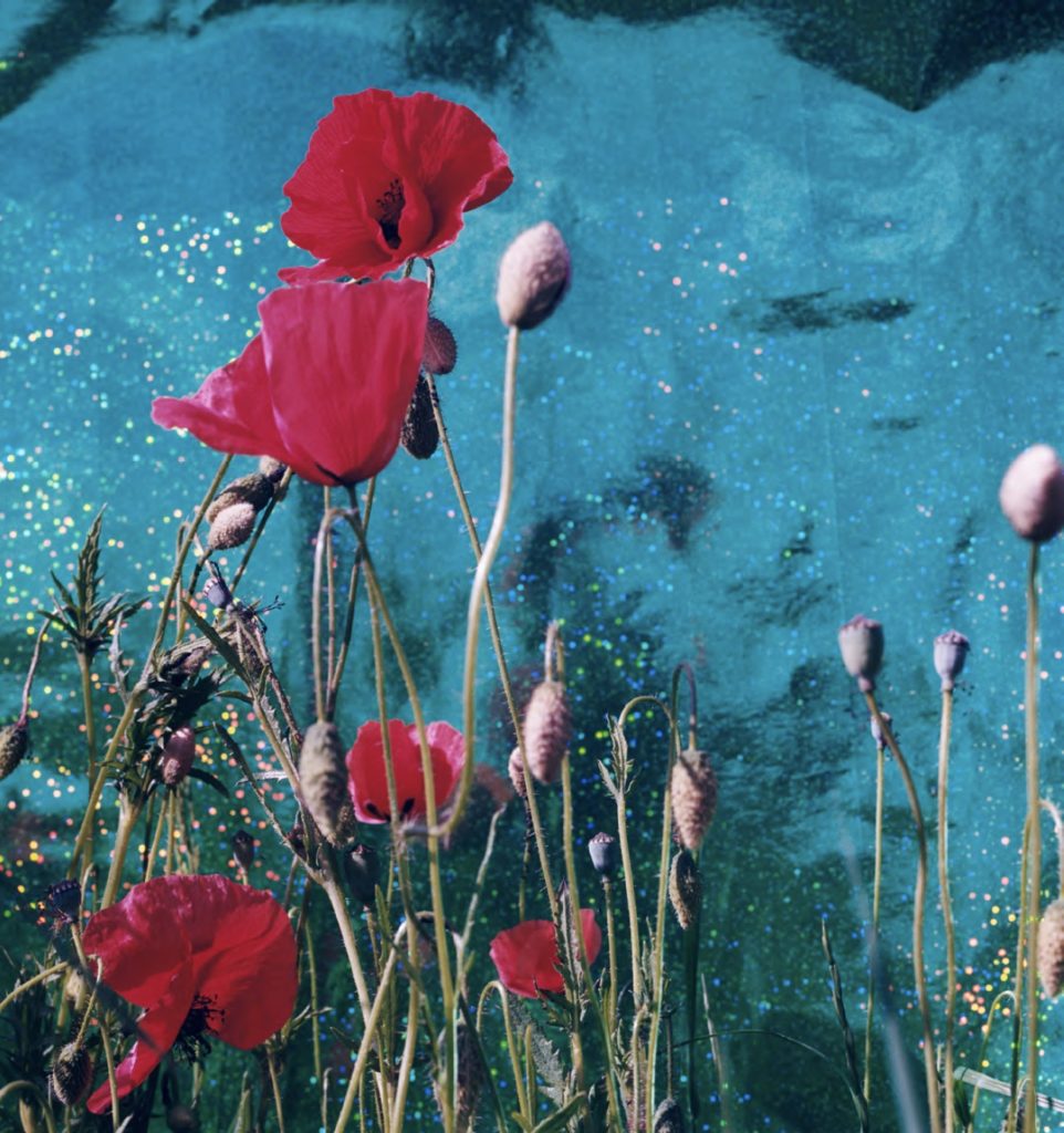 MARIUS GLAUER,  Poppies I