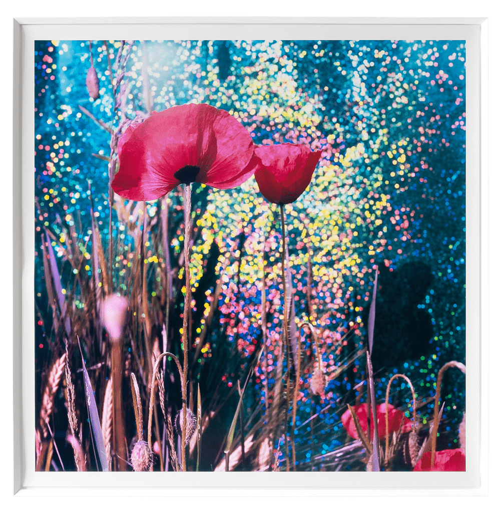 MARIUS GLAUER,  Poppies III